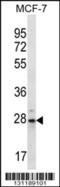 Proteasome Subunit Beta 10 antibody, 56-511, ProSci, Western Blot image 