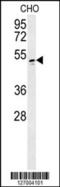 RCC1 Like antibody, 57-380, ProSci, Western Blot image 