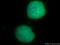 DEAH-Box Helicase 16 antibody, 11021-1-AP, Proteintech Group, Immunofluorescence image 