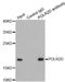 RNA Polymerase II Subunit D antibody, LS-C331733, Lifespan Biosciences, Immunoprecipitation image 