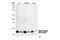 Histone Cluster 1 H2B Family Member B antibody, 2571S, Cell Signaling Technology, Western Blot image 