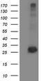 Sirtuin 5 antibody, CF503282, Origene, Western Blot image 