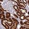 Trafficking Protein Particle Complex 1 antibody, PA5-62600, Invitrogen Antibodies, Immunohistochemistry frozen image 