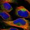 Nucleoredoxin antibody, HPA023566, Atlas Antibodies, Immunofluorescence image 