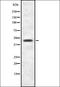 Acylglycerol Kinase antibody, orb337631, Biorbyt, Western Blot image 