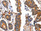 NCK Adaptor Protein 1 antibody, CSB-PA051391, Cusabio, Immunohistochemistry frozen image 