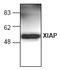 X-Linked Inhibitor Of Apoptosis antibody, AP00062PU-N, Origene, Western Blot image 