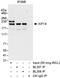 Kinesin Family Member 14 antibody, A300-232A, Bethyl Labs, Immunoprecipitation image 