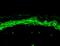 Sodium Voltage-Gated Channel Alpha Subunit 10 antibody, MA5-27663, Invitrogen Antibodies, Immunohistochemistry paraffin image 