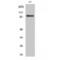 Ribosomal Protein S6 Kinase A5 antibody, LS-C384687, Lifespan Biosciences, Western Blot image 