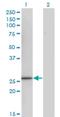 Cyclin Dependent Kinase 20 antibody, H00023552-M13, Novus Biologicals, Western Blot image 