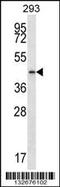 Prostaglandin Reductase 2 antibody, 56-707, ProSci, Western Blot image 