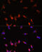 Phosphoinositide 3 kinase, p110 gamma antibody, 16-914, ProSci, Immunofluorescence image 