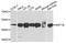 Keratin 18 antibody, abx136105, Abbexa, Western Blot image 