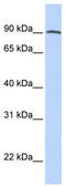 GCPII antibody, TA335746, Origene, Western Blot image 