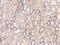 Acsl2 antibody, 104906-T08, Sino Biological, Immunohistochemistry paraffin image 