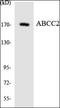 ATP Binding Cassette Subfamily C Member 2 antibody, orb181518, Biorbyt, Western Blot image 