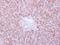 Ankyrin Repeat Domain 45 antibody, LS-C185839, Lifespan Biosciences, Immunohistochemistry paraffin image 