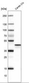 N-Terminal EF-Hand Calcium Binding Protein 1 antibody, NBP1-84004, Novus Biologicals, Western Blot image 