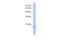 Deoxynucleotidyltransferase Terminal Interacting Protein 1 antibody, A09745, Boster Biological Technology, Western Blot image 