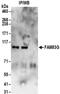 Family With Sequence Similarity 83 Member G antibody, NBP2-32190, Novus Biologicals, Immunoprecipitation image 