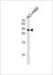 mASH-1 antibody, LS-C157556, Lifespan Biosciences, Western Blot image 