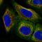 Activity Regulated Cytoskeleton Associated Protein antibody, HPA056430, Atlas Antibodies, Immunocytochemistry image 