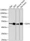 Growth Differentiation Factor 9 antibody, GTX54124, GeneTex, Western Blot image 