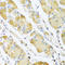 BTG Anti-Proliferation Factor 1 antibody, A03967, Boster Biological Technology, Western Blot image 