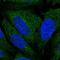 Atlastin GTPase 3 antibody, NBP2-56000, Novus Biologicals, Immunofluorescence image 