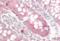 Scribble Planar Cell Polarity Protein antibody, orb376021, Biorbyt, Immunohistochemistry paraffin image 