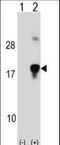 High Mobility Group Nucleosomal Binding Domain 3 antibody, LS-C164938, Lifespan Biosciences, Western Blot image 