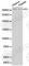 Coagulation Factor V antibody, A1292, ABclonal Technology, Western Blot image 