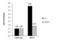 MAF BZIP Transcription Factor K antibody, GTX129240, GeneTex, Chromatin Immunoprecipitation image 