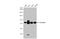 Cortactin antibody, GTX100253, GeneTex, Western Blot image 