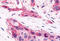 Hepatocyte Nuclear Factor 4 Gamma antibody, MBS244343, MyBioSource, Immunohistochemistry frozen image 