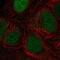 CTD Phosphatase Subunit 1 antibody, NBP2-68899, Novus Biologicals, Immunofluorescence image 