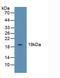 CFL1 antibody, LS-C293410, Lifespan Biosciences, Western Blot image 