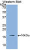 HIF1-alpha antibody, LS-C300153, Lifespan Biosciences, Western Blot image 