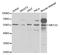 Myocyte-specific enhancer factor 2C antibody, TA332570, Origene, Western Blot image 