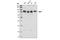 Heat Shock Transcription Factor 1 antibody, 4356S, Cell Signaling Technology, Western Blot image 