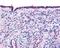 Thyroid Hormone Receptor Alpha antibody, 48-287, ProSci, Immunohistochemistry frozen image 