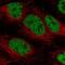 Phosphorylated adapter RNA export protein antibody, PA5-64440, Invitrogen Antibodies, Immunofluorescence image 