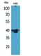 G Protein-Coupled Receptor 87 antibody, A10952, Boster Biological Technology, Western Blot image 