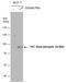 Protein Kinase C Theta antibody, GTX109689, GeneTex, Western Blot image 