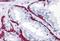 Bone Morphogenetic Protein 15 antibody, A01842-1, Boster Biological Technology, Immunohistochemistry frozen image 