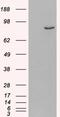 Phosphodiesterase 4B antibody, LS-B3942, Lifespan Biosciences, Western Blot image 