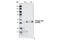 Checkpoint Kinase 1 antibody, 2349T, Cell Signaling Technology, Western Blot image 