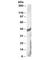 Death Associated Protein 3 antibody, R34882-100UG, NSJ Bioreagents, Western Blot image 