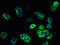 Ectonucleoside Triphosphate Diphosphohydrolase 3 antibody, LS-C375649, Lifespan Biosciences, Immunofluorescence image 